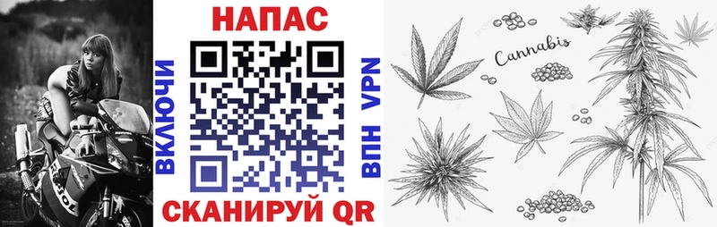 Бошки Шишки сатива Балабаново